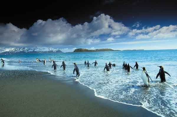 На побережье обитают огромные популяции тюленей и колонии пингвинов.