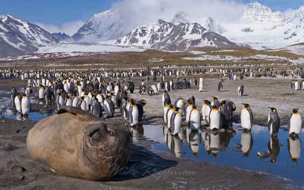 На Южных Сандвичевых и Георгиевых островах нашли пристанище многочисленные колонии морских птиц, в т. ч. пингвинов, и расположены обширные лежбища тюленей.