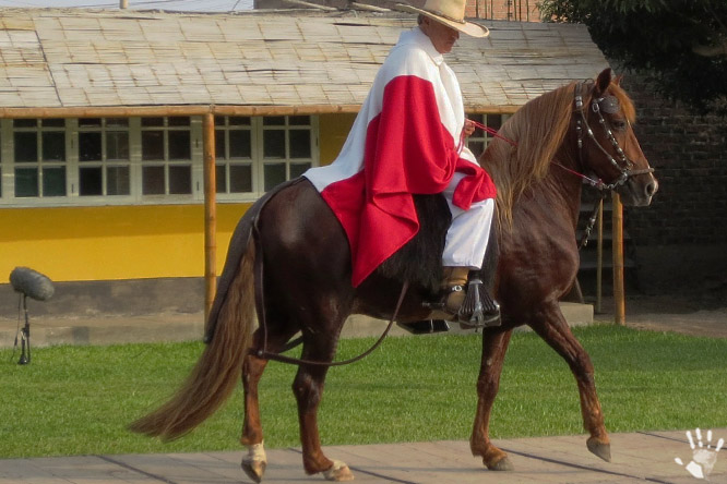Перуанский пасо или Перуанская лошадь (исп. Caballo peruano de paso)