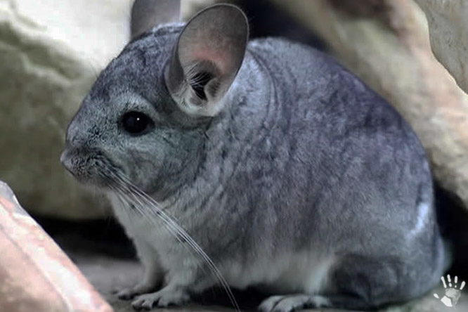 Шиншилла (лат. Chinchilla)