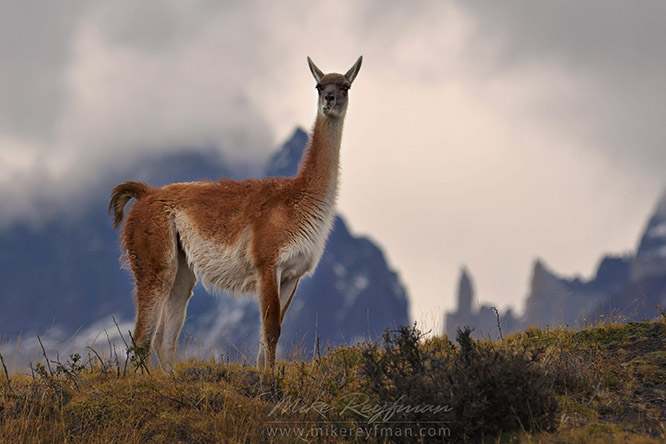 Гуанако (лат. Lama guanicoe)
