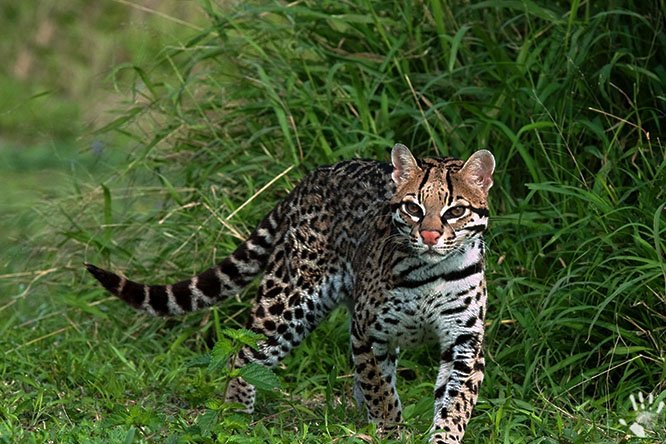 Оцелот (лат. Leopardus pardalis)