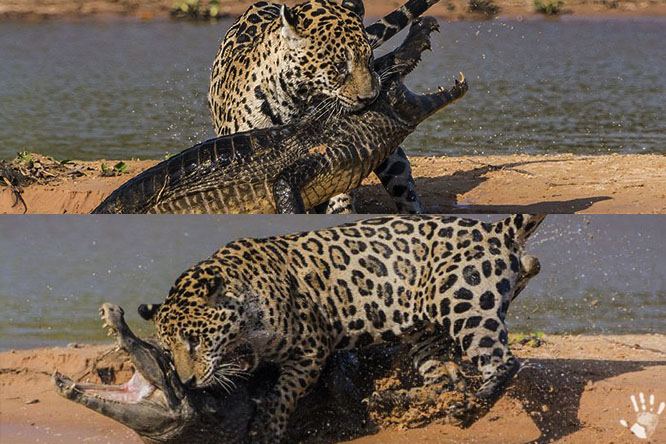 Ягуар (лат. Panthera onca)