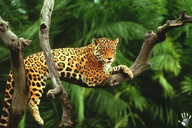 Ягуар (лат. Panthera onca)