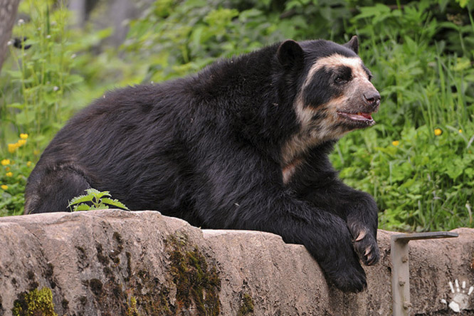 Очковый медведь Анд (лат. Tremarctos Ornatus)