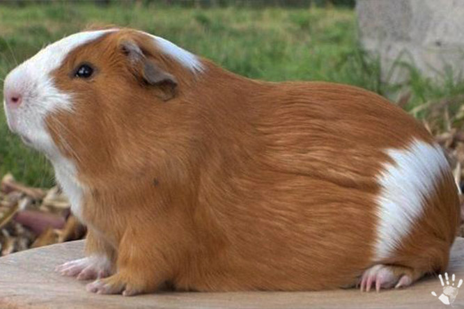 Перуанская морская свинка (лат. Cavia aperea tschudi)